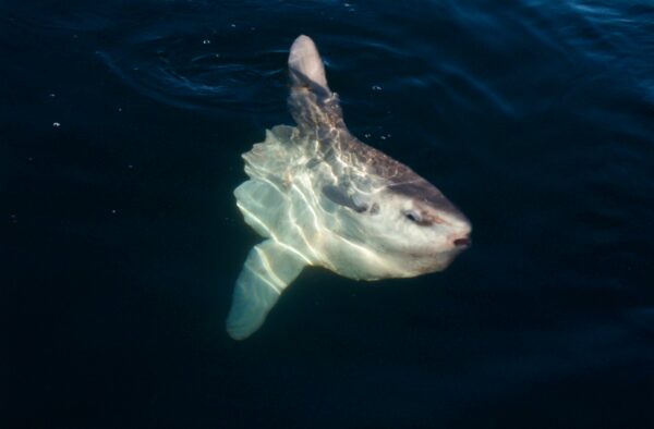 Sunfish