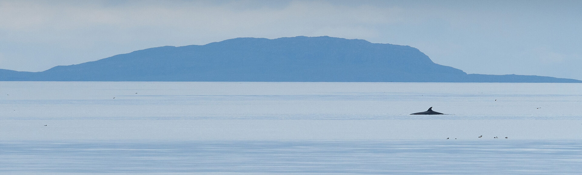 https://www.hebrideanadventures.co.uk/wp-content/uploads/2024/09/ChrisGomersall_MinkeWhale_DAE7770.jpg