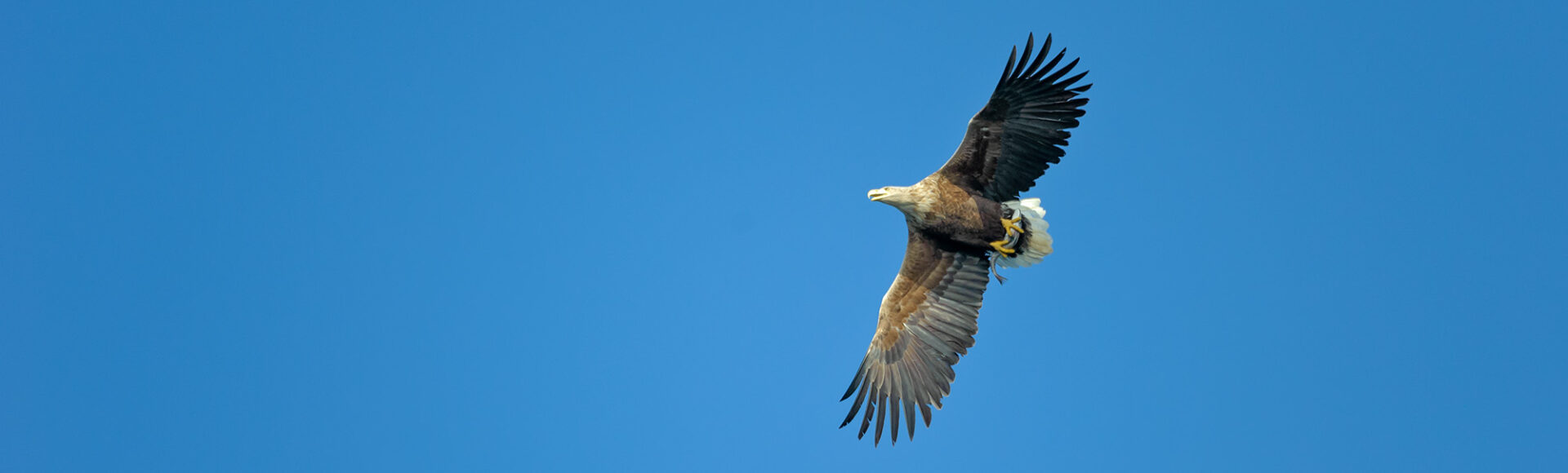 https://www.hebrideanadventures.co.uk/wp-content/uploads/2024/09/ChrisGomersall_WhiteTailedEagle_XAA5347-e1742335451806.jpg