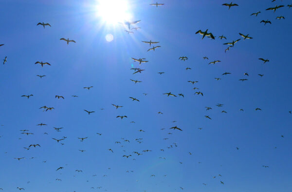Gannets fly overhead