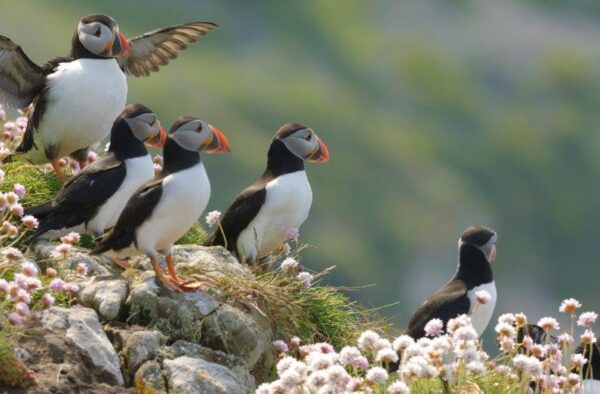 Puffins as seen on a Hebridean Adventures Scottish Wildlife Cruise
