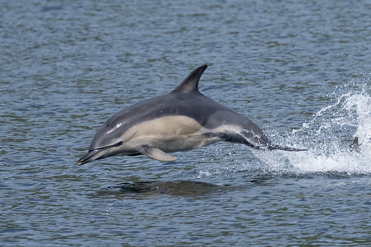 Common Dolphin