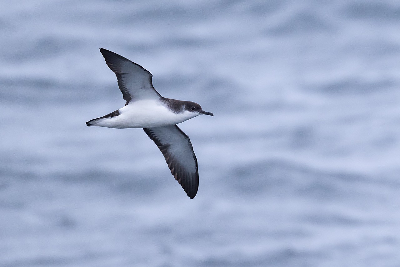 Manx shearwater