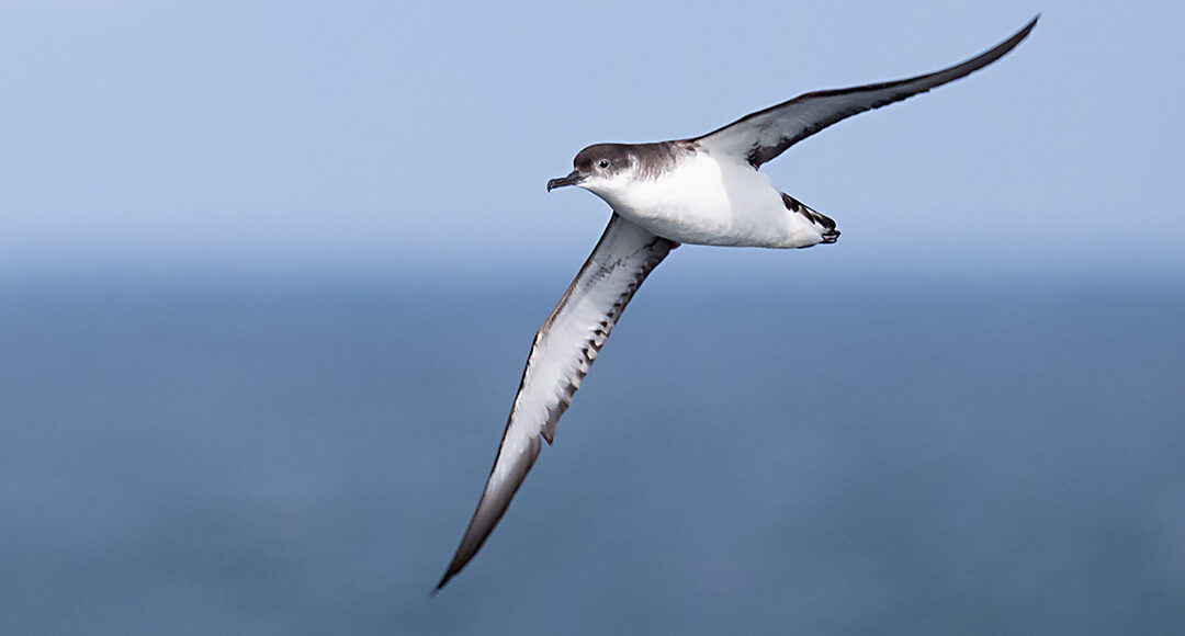 https://www.hebrideanadventures.co.uk/wp-content/uploads/2025/11/ManxShearwater_JAC2068_1080px.jpg